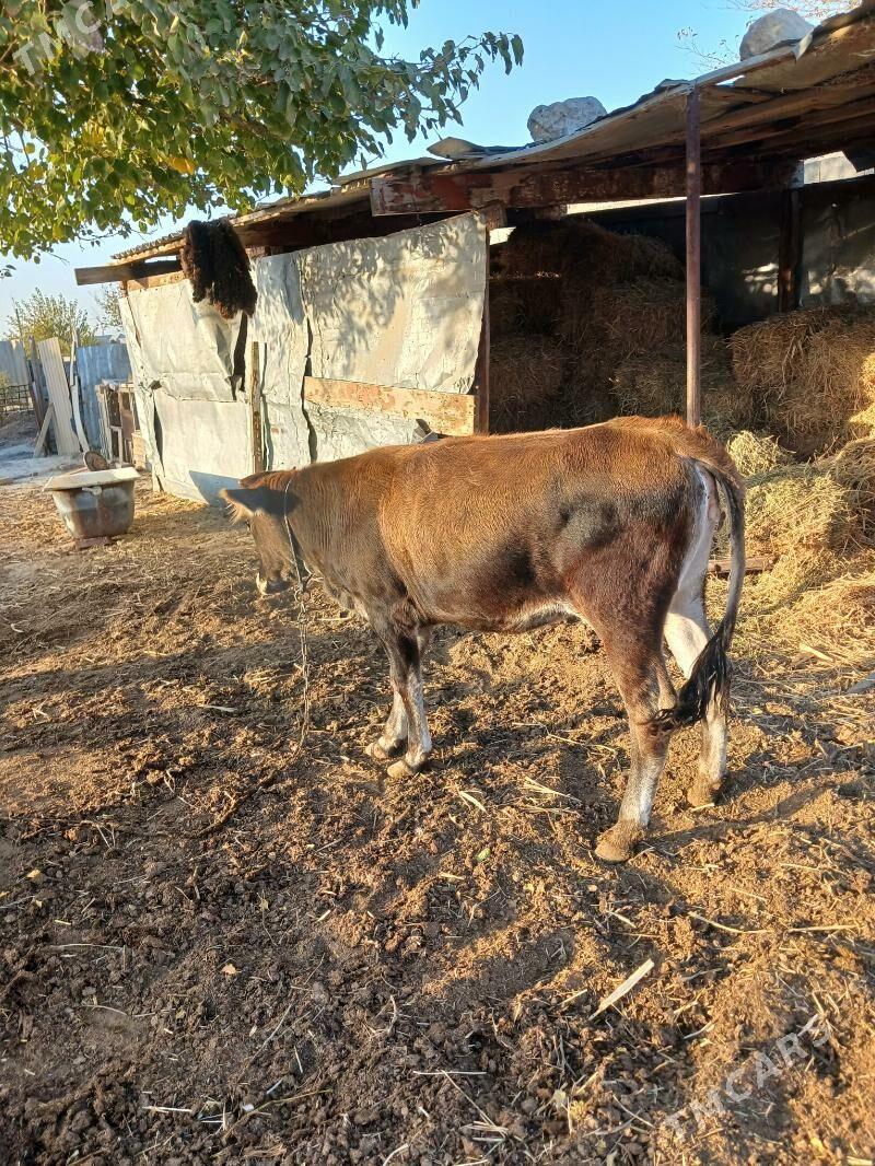 tüwe - Бахарден - img 2