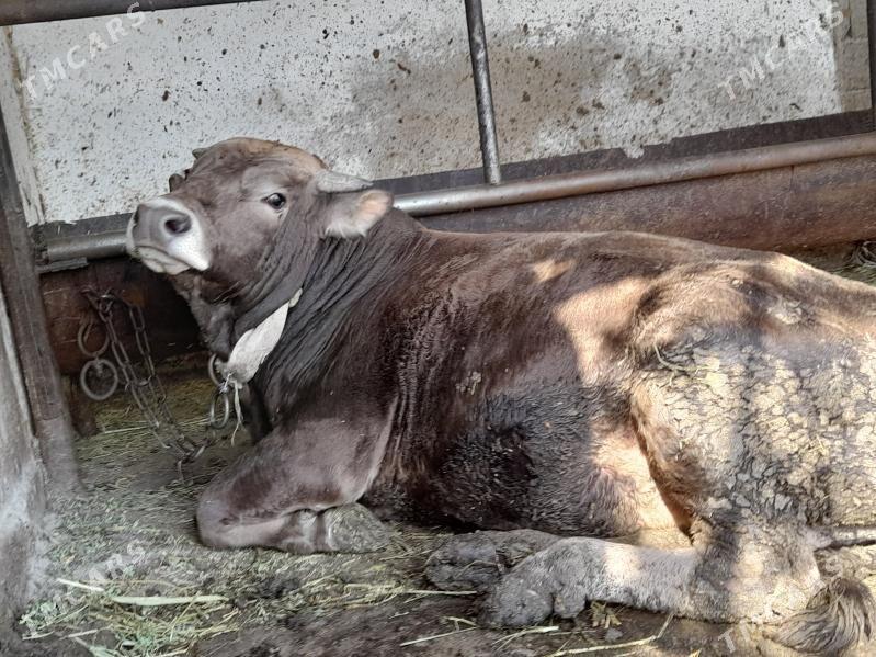 bakylan yeten okiz - Бахарден - img 2