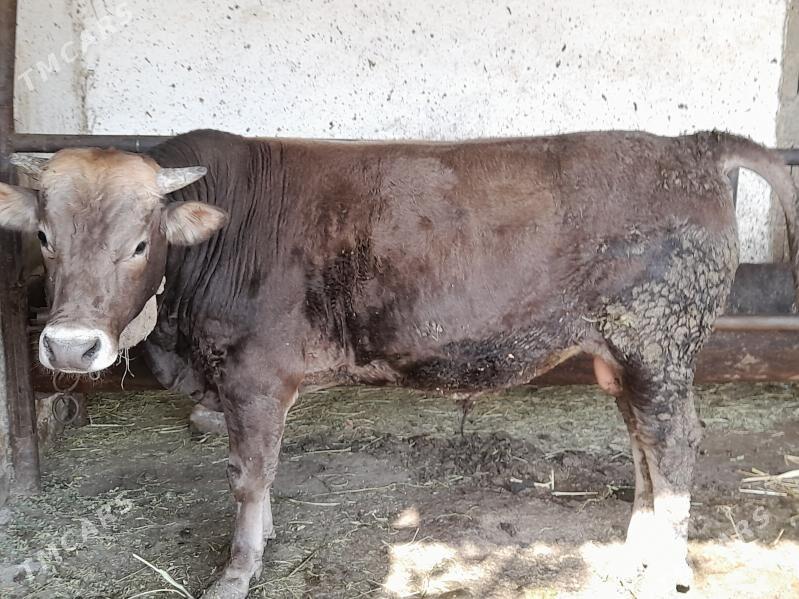 bakylan yeten okiz - Бахарден - img 1