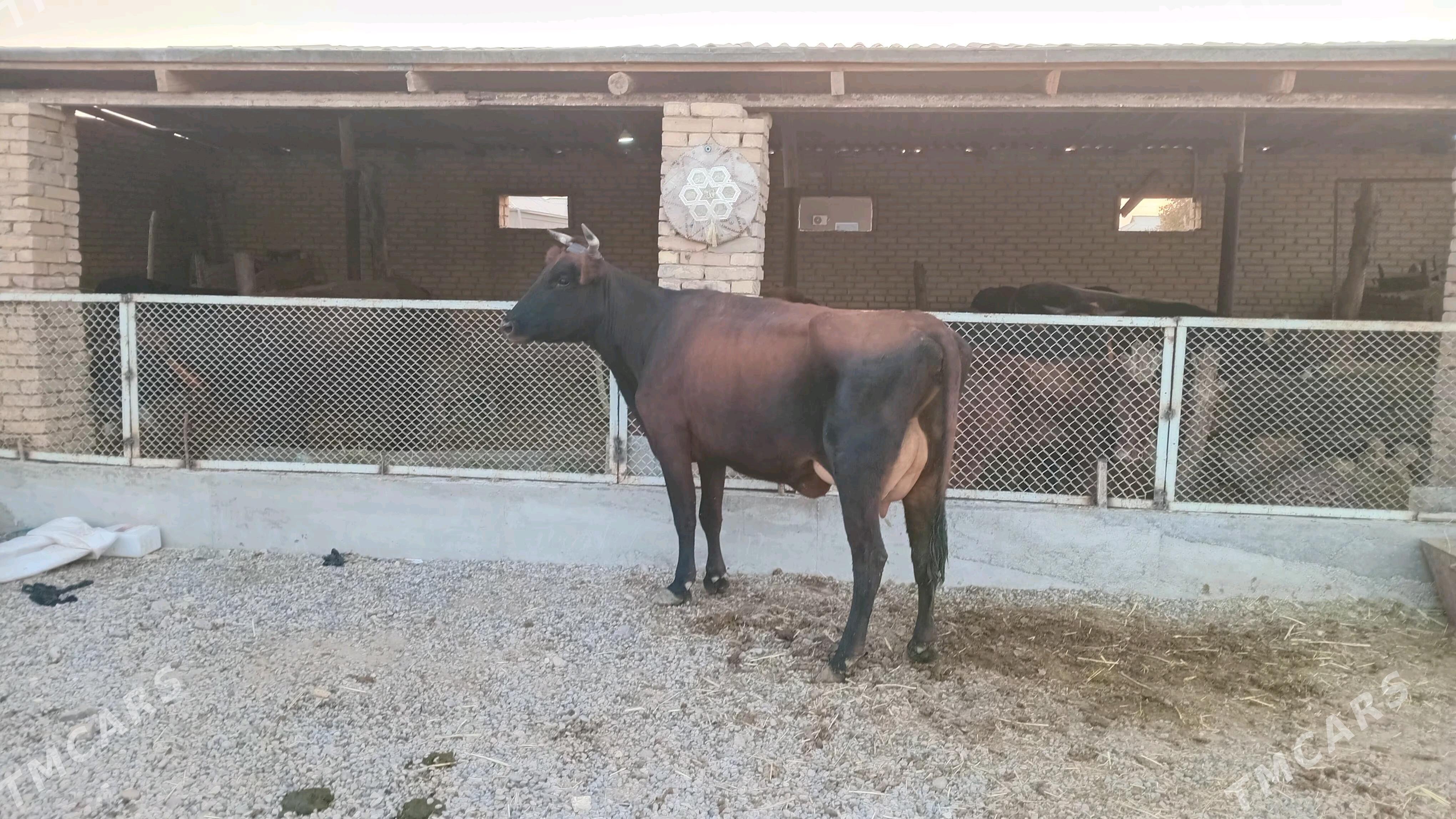 goleli sygyr - Мургап - img 5