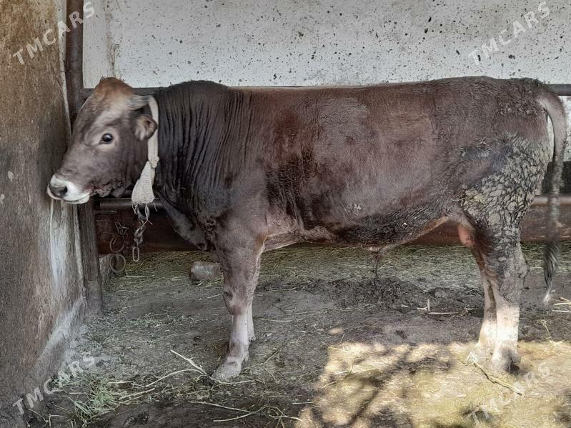 bakylan yeten okiz - Бахарден - img 3