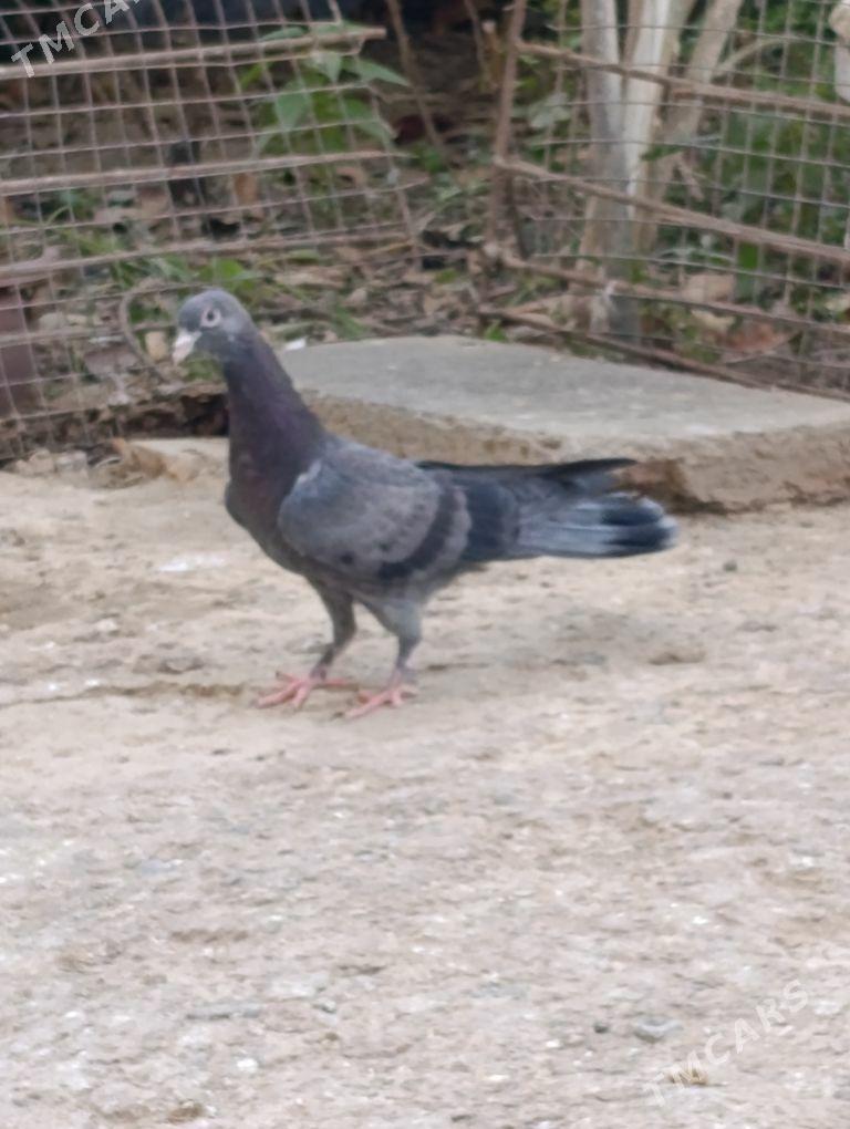 kepdery - 11 mkr - img 4