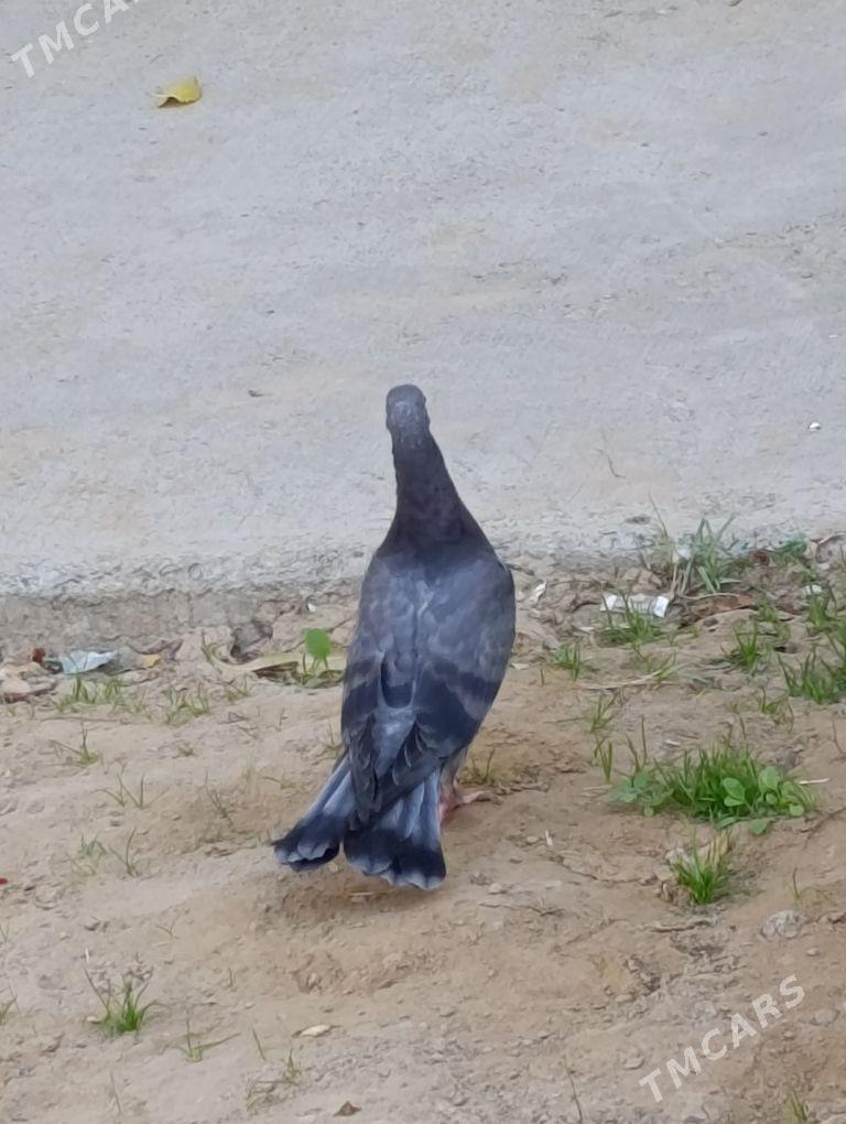 kepdery - 11 mkr - img 8