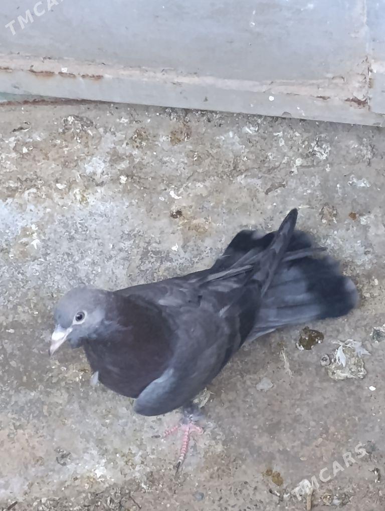 kepdery - 11 mkr - img 7