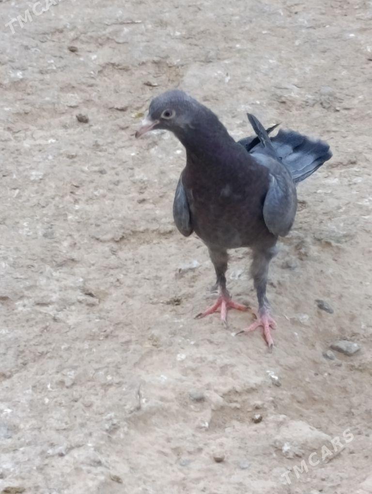 kepdery - 11 mkr - img 6