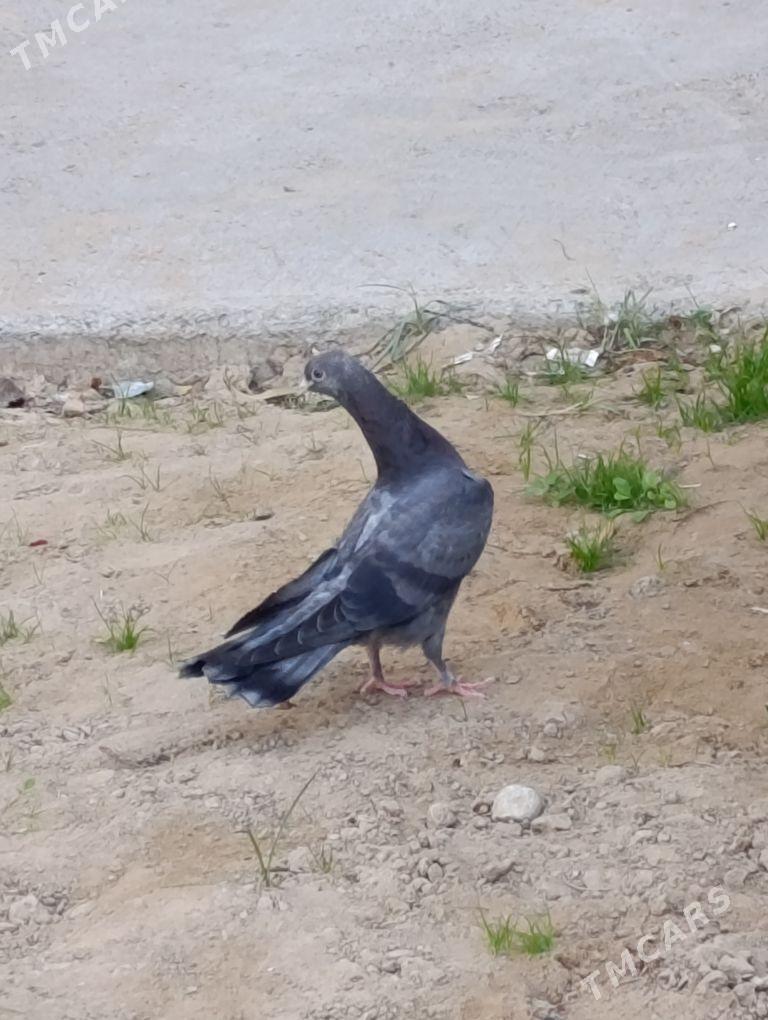 kepdery - 11 mkr - img 2