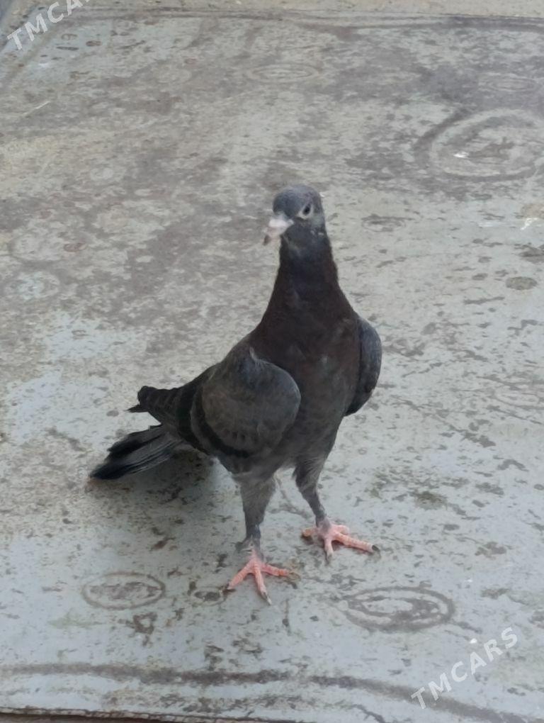 kepdery - 11 mkr - img 3