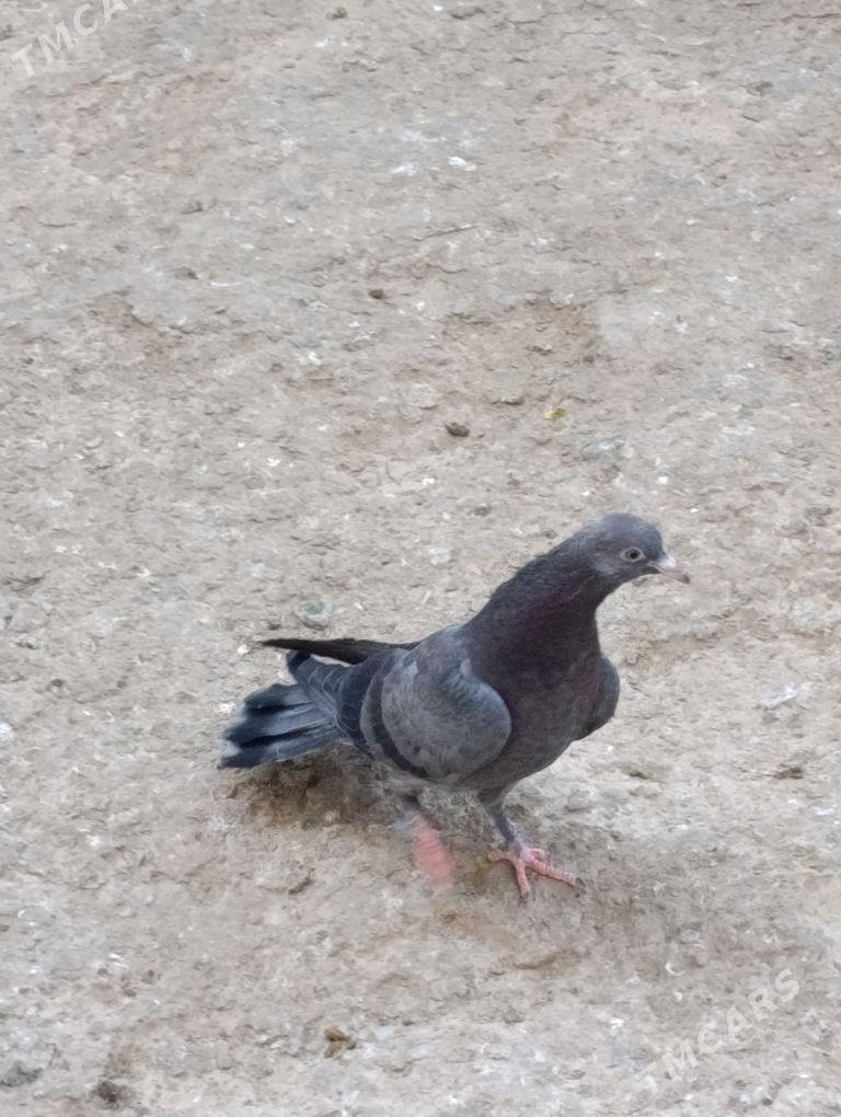 kepdery - 11 mkr - img 9