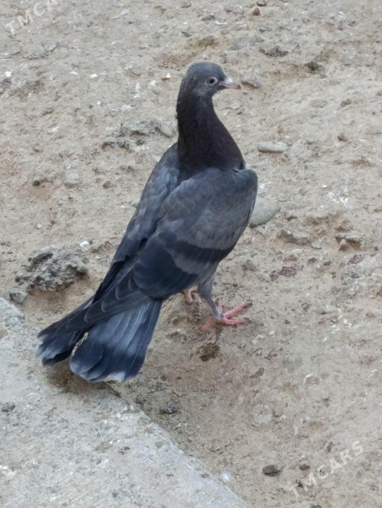 kepdery - 11 mkr - img 5