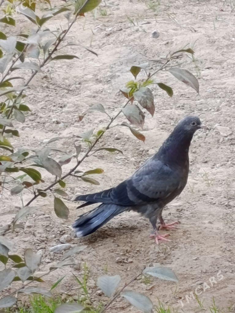 kepdery - 11 mkr - img 10