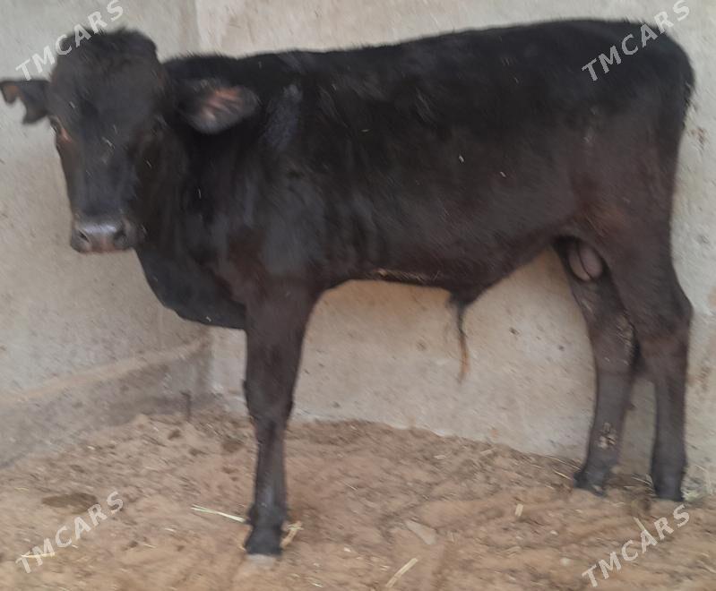 okuz - Багир - img 2