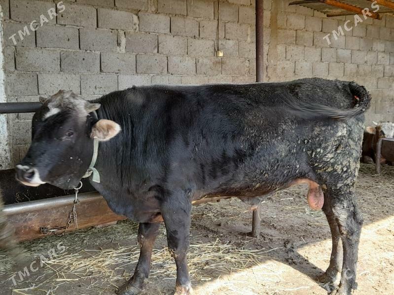 bakylan okuz - Bäherden - img 1