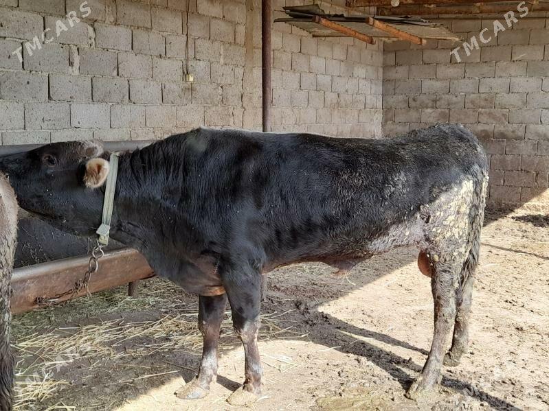 bakylan okuz - Bäherden - img 2