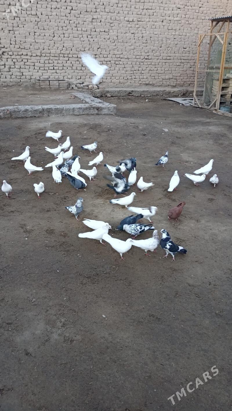 kepderi - Farap - img 2