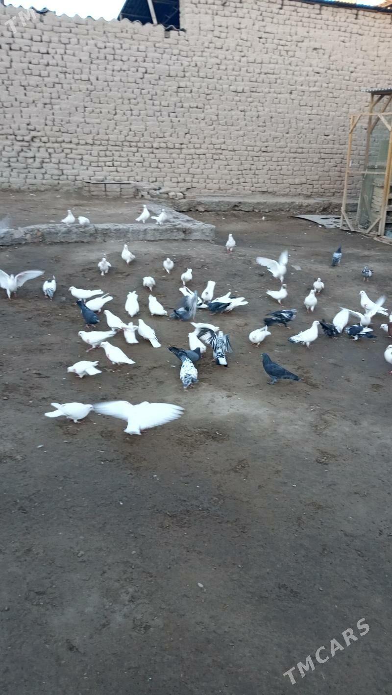 kepderi - Farap - img 3