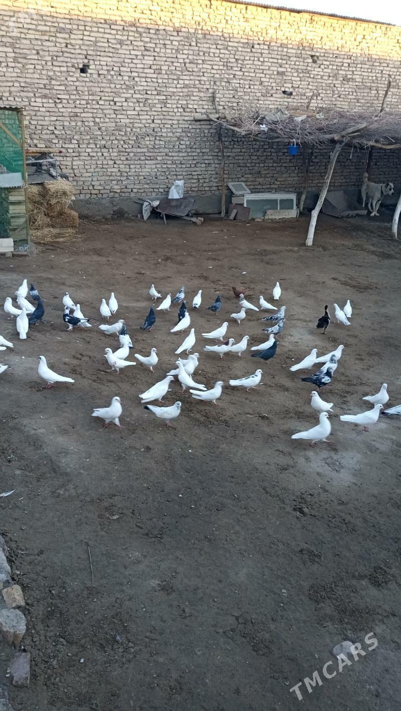 kepderi - Farap - img 4