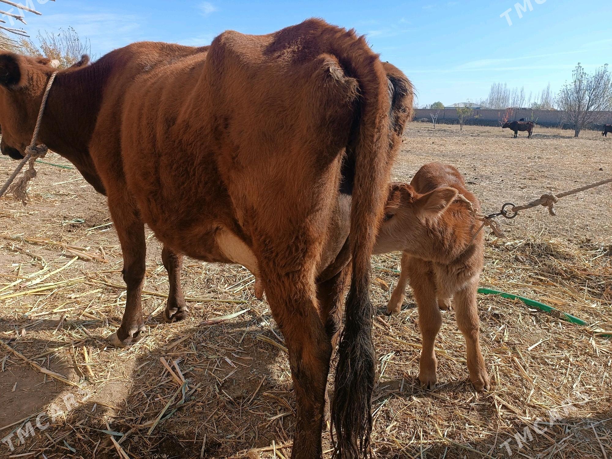 goleli sygyr - Губадаг - img 1