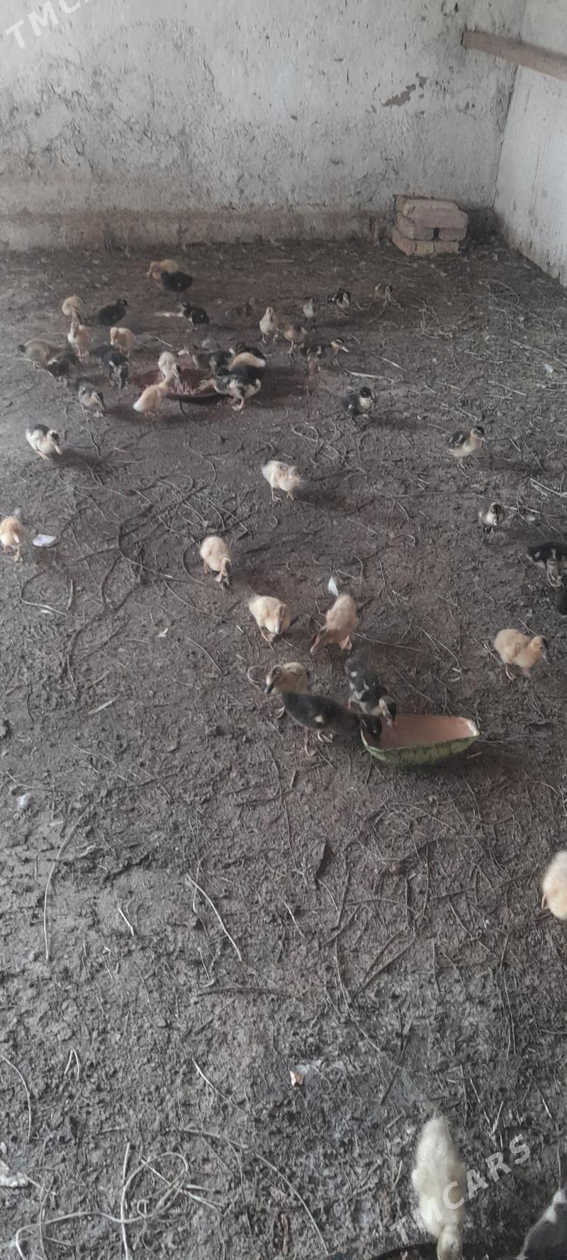 ordek - Кака - img 4