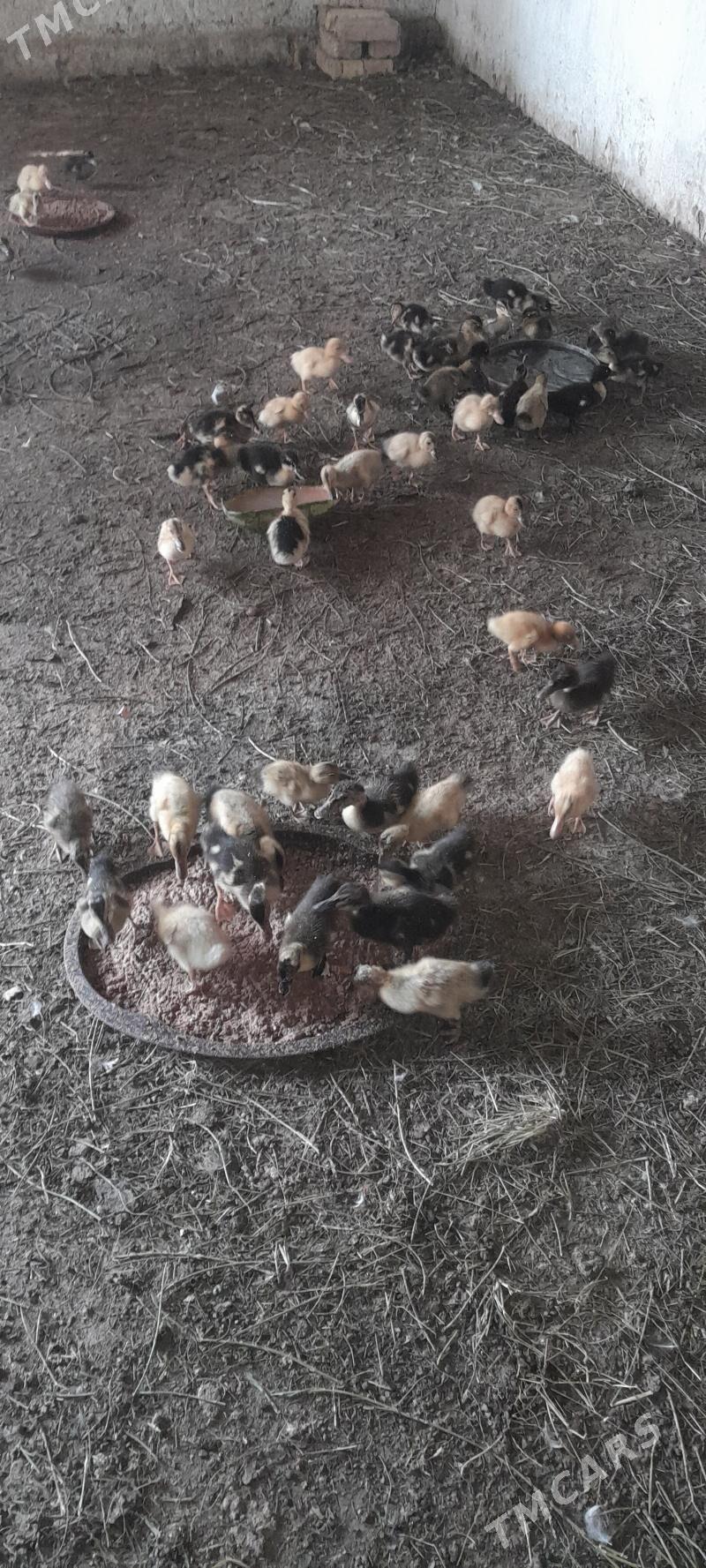 ordek - Кака - img 1