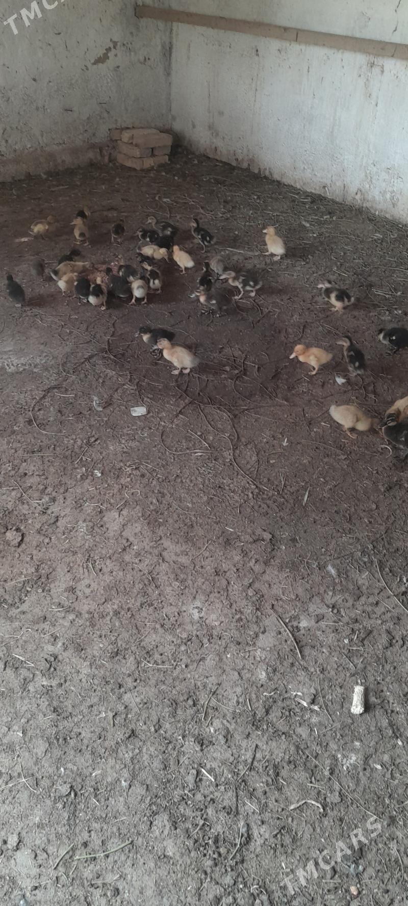 ordek - Кака - img 6