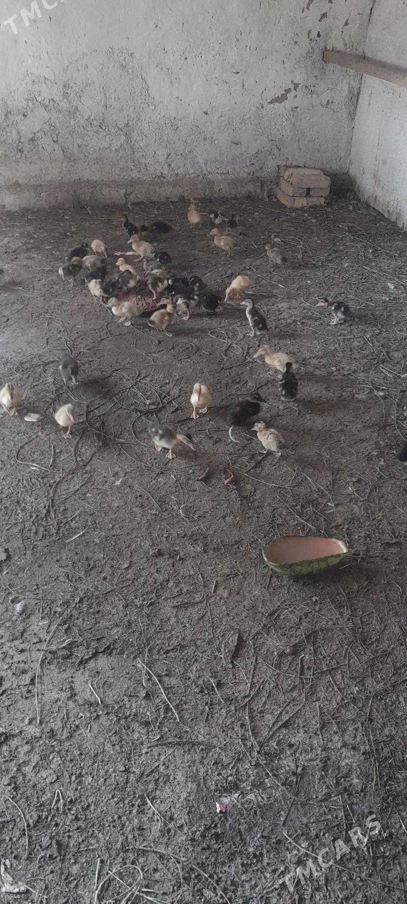 ordek - Кака - img 5