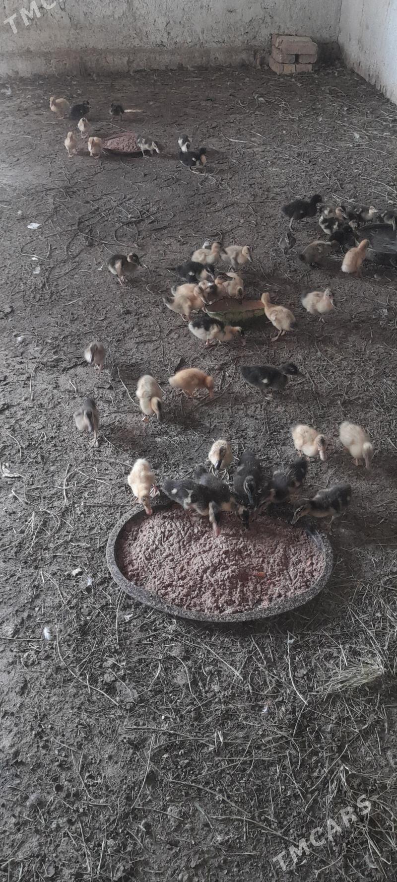 ordek - Кака - img 2