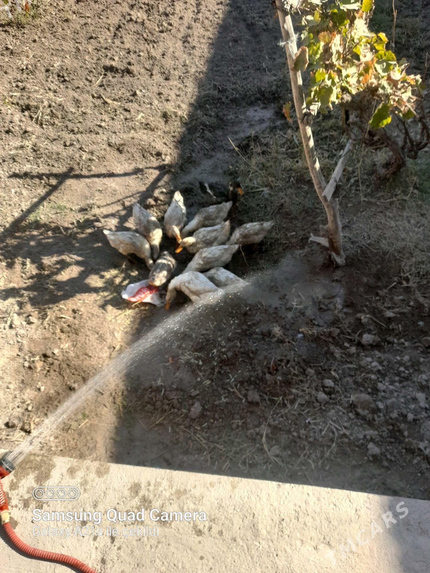 Ördek - Дашогуз - img 2