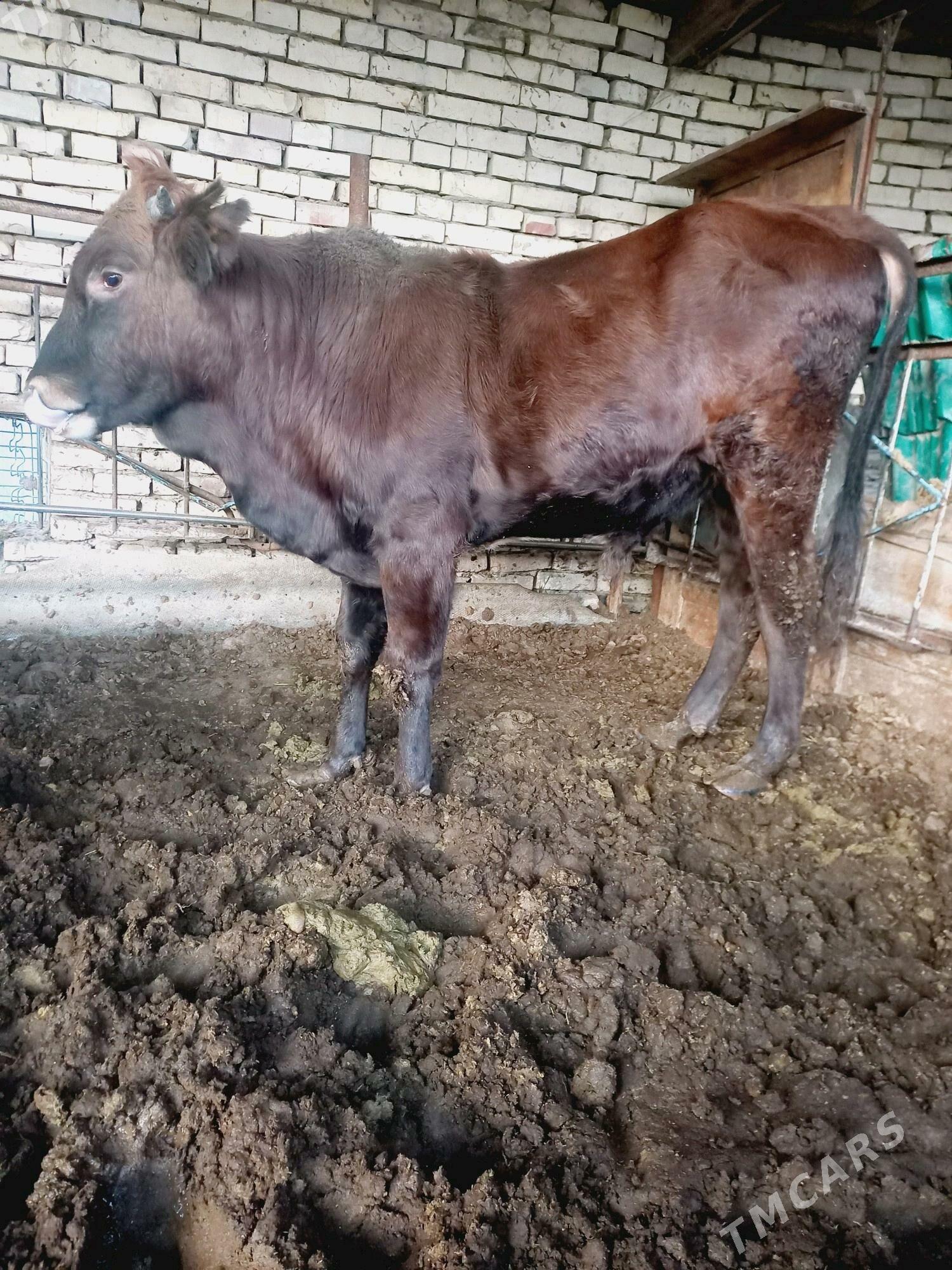 okuz - Мары - img 4