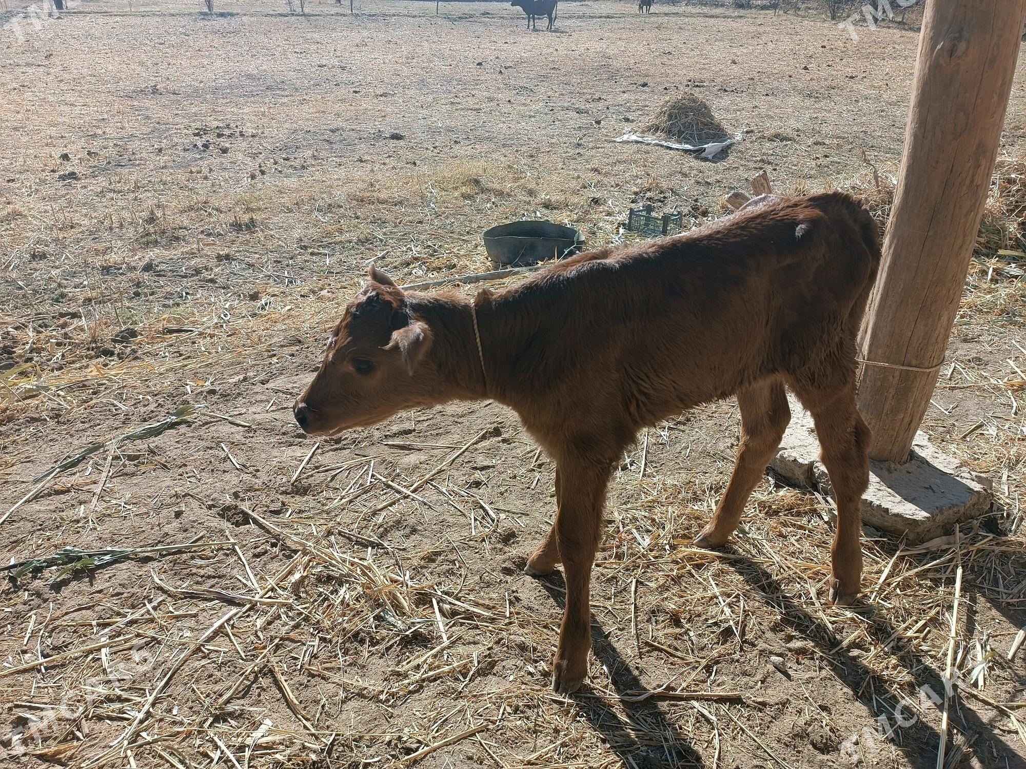 goleli sygyr - Gubadag - img 3