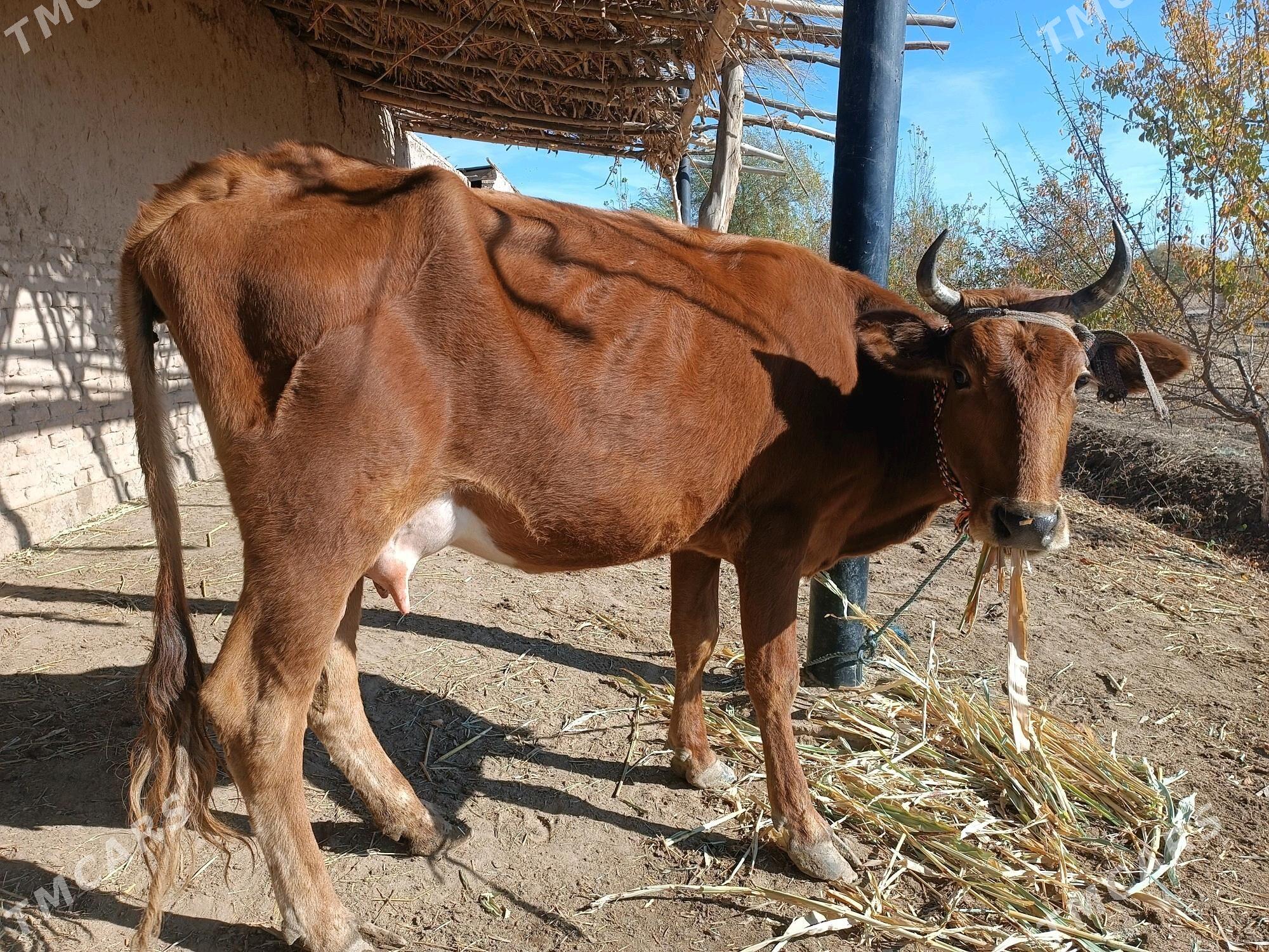 goleli sygyr - Gubadag - img 1