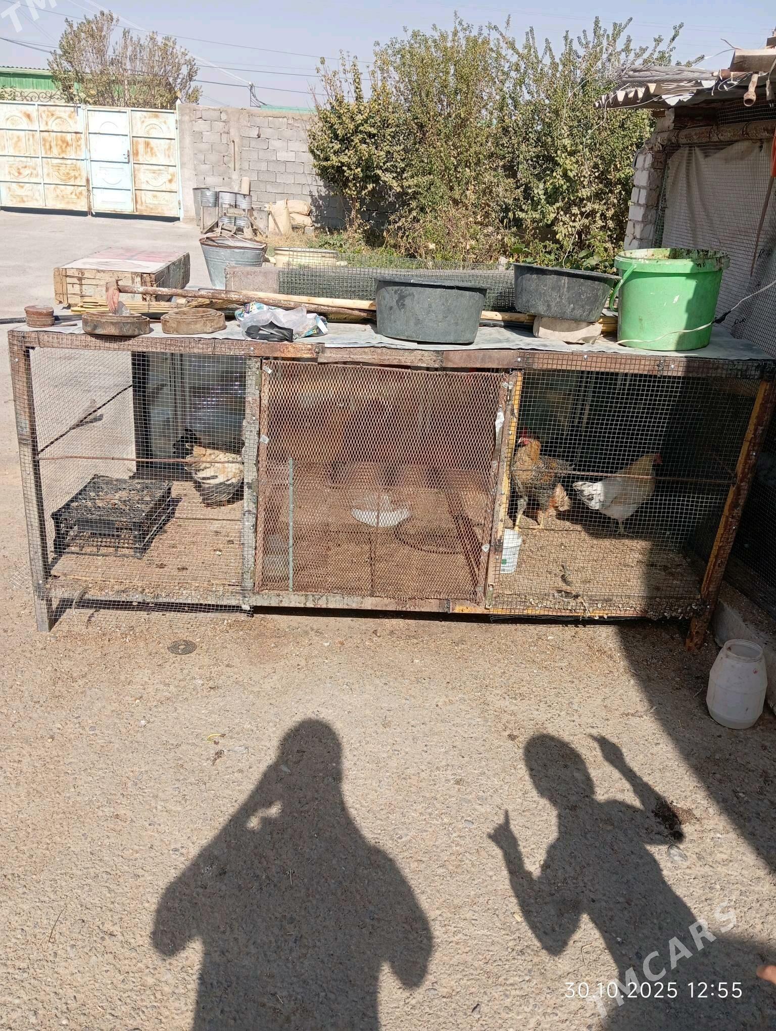 juje ketek - Анев - img 2