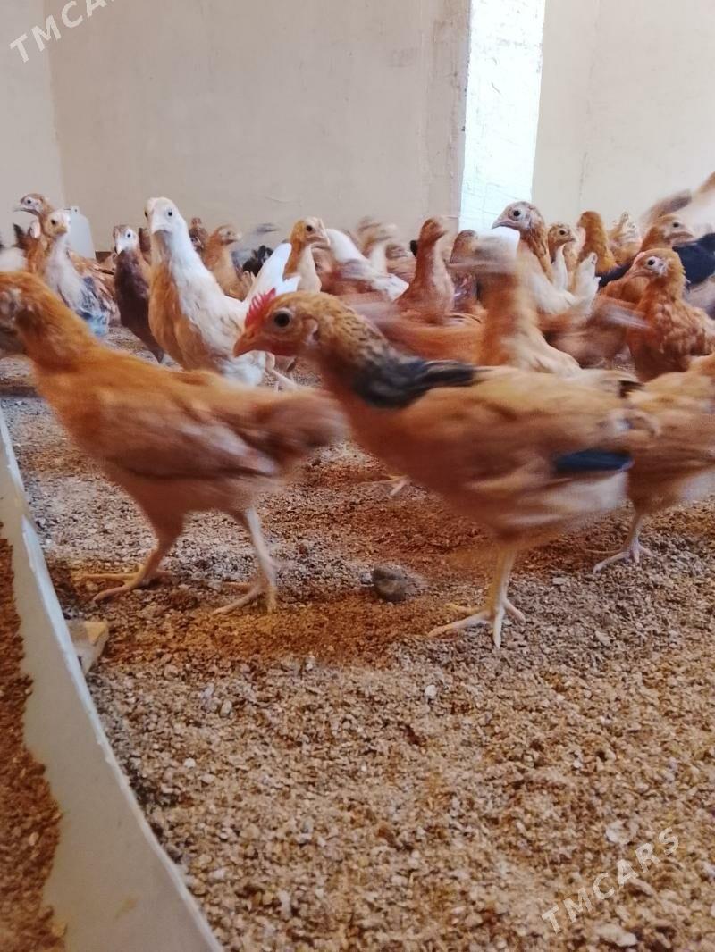 Jüýje - Гёкдепе - img 3