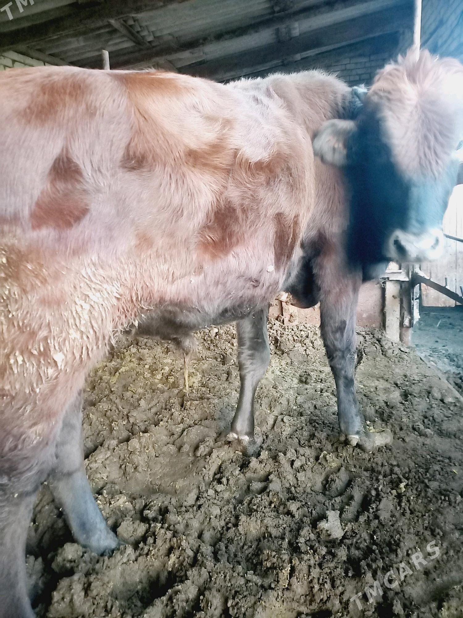 okuz - Мары - img 3