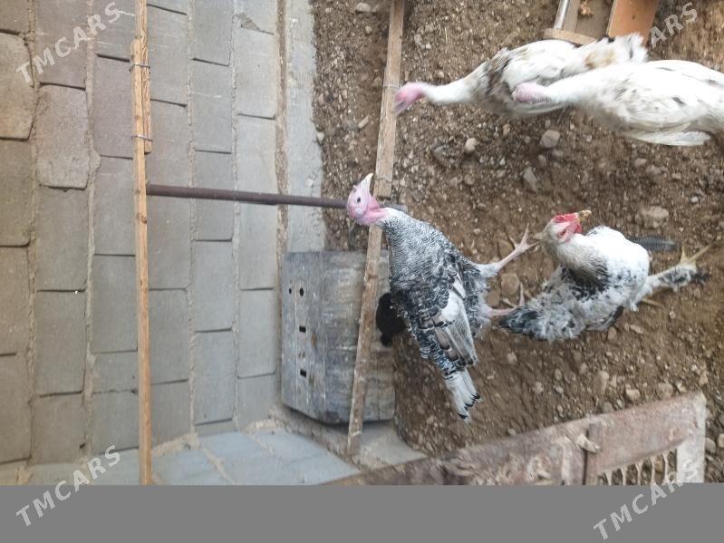 индуклар - Балканабат - img 1