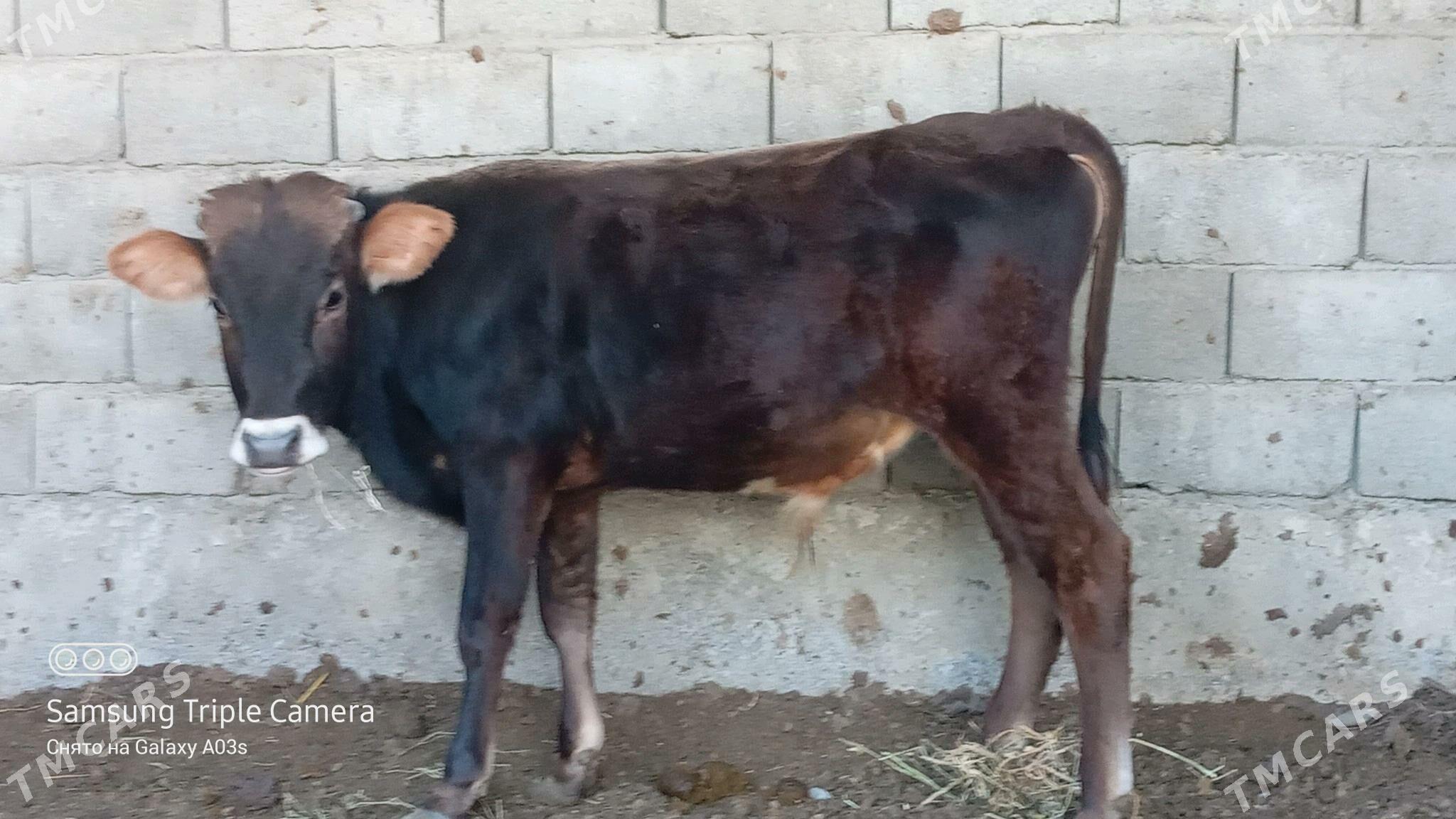 okuz - Гёкдепе - img 3