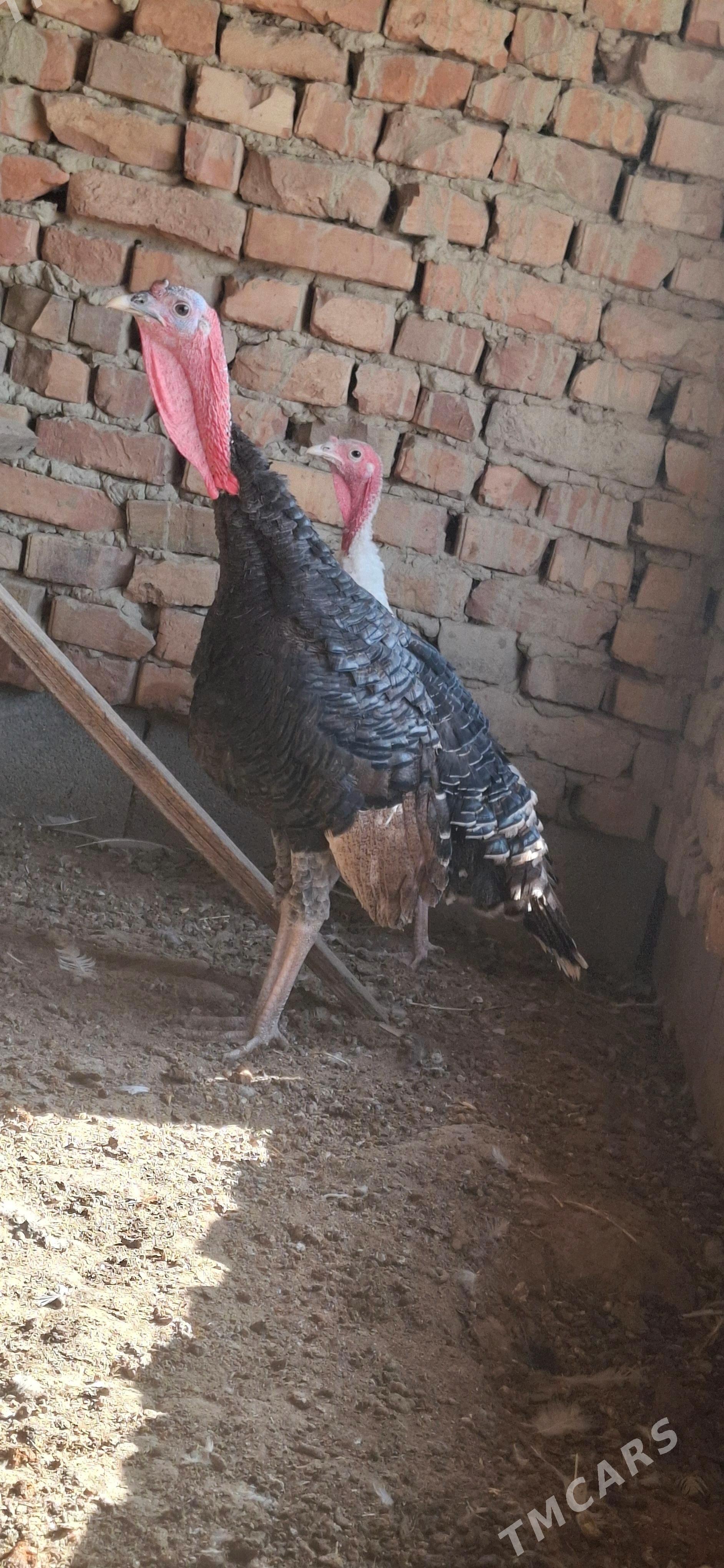 induk - Бахарден - img 1