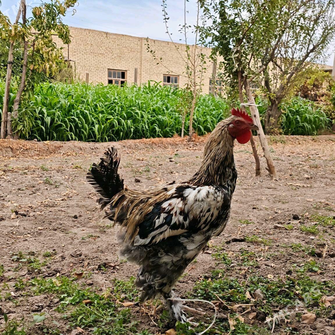 Horazlar - Чарджоу - img 6