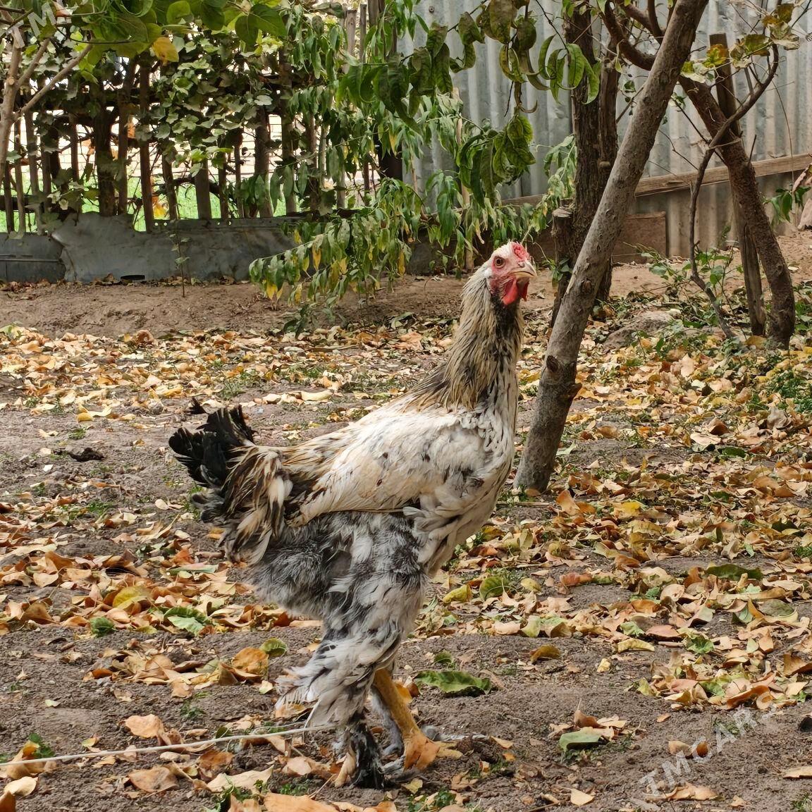 Horazlar - Чарджоу - img 1