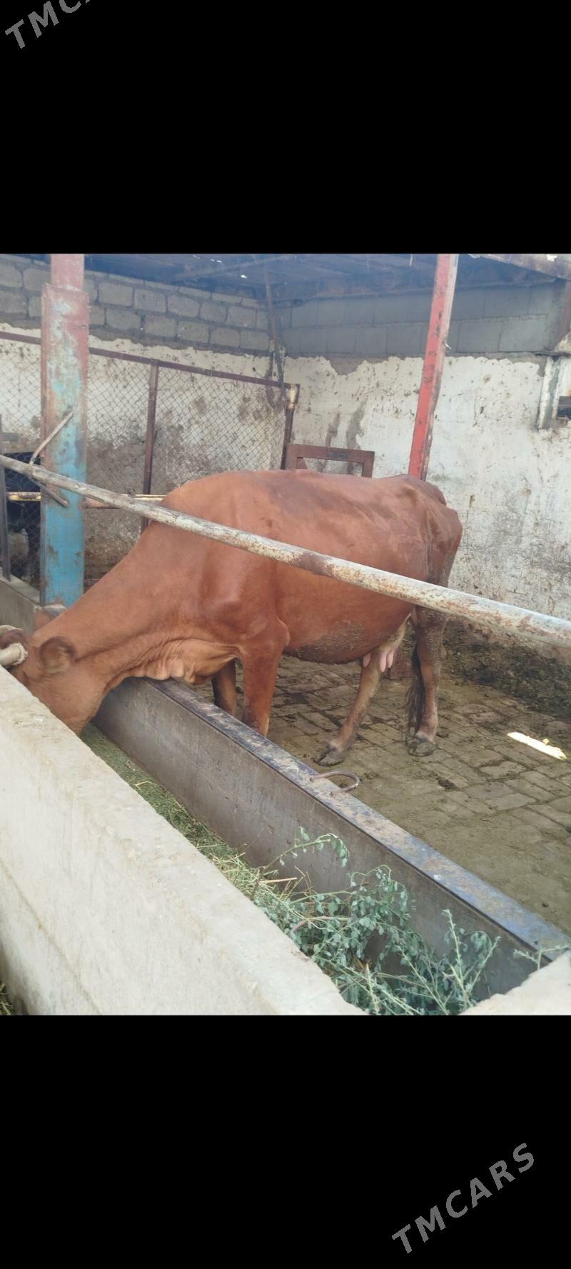 mesni tohum sygyr - Ашхабад - img 1