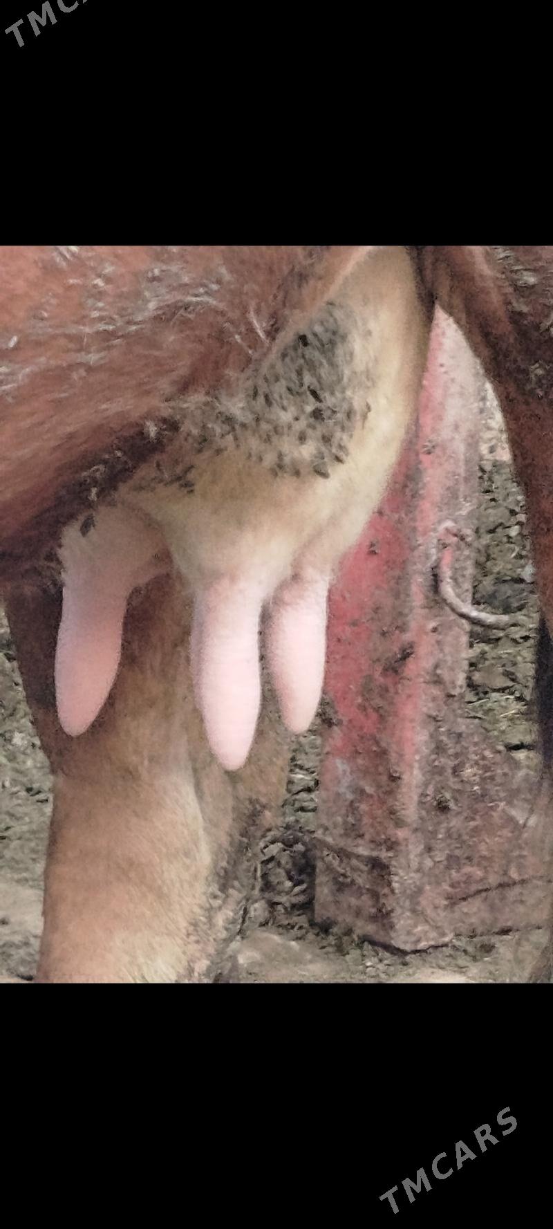 mesni tohum sygyr - Ашхабад - img 2