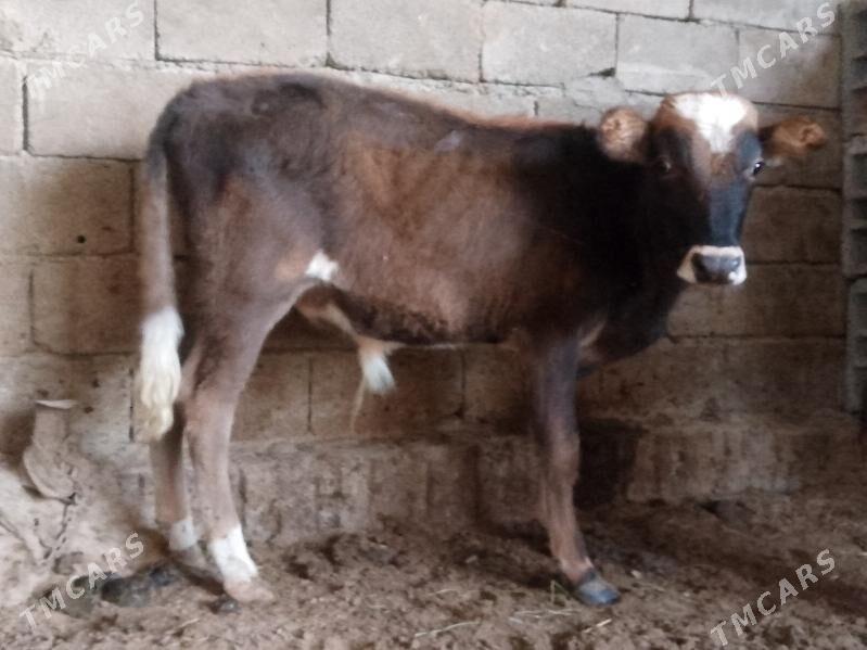 2 öküz - Бузмеин - img 1