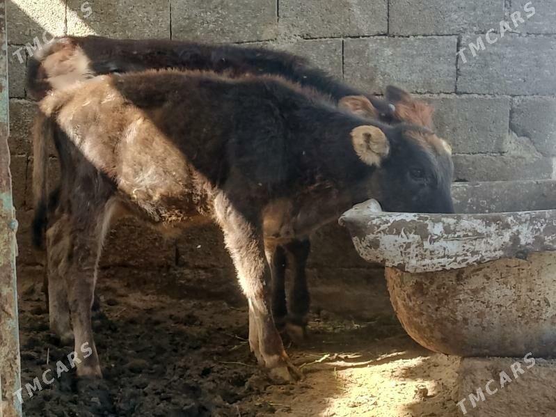 2 öküz - Бузмеин - img 2