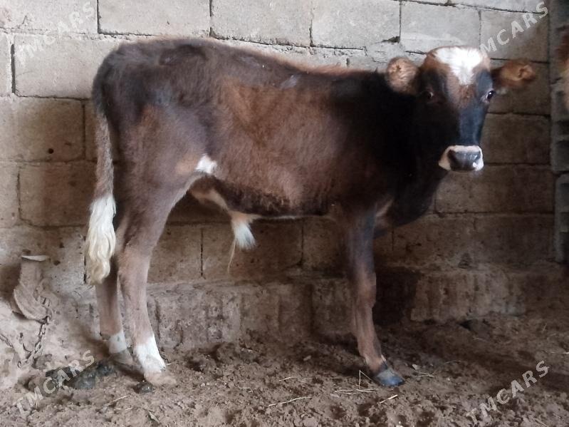 2 öküz - Бузмеин - img 4