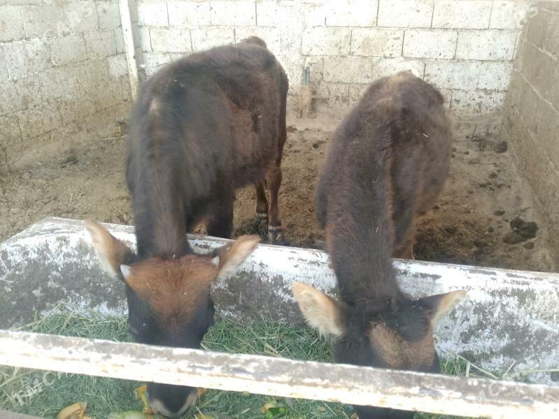 2 öküz - Бузмеин - img 3