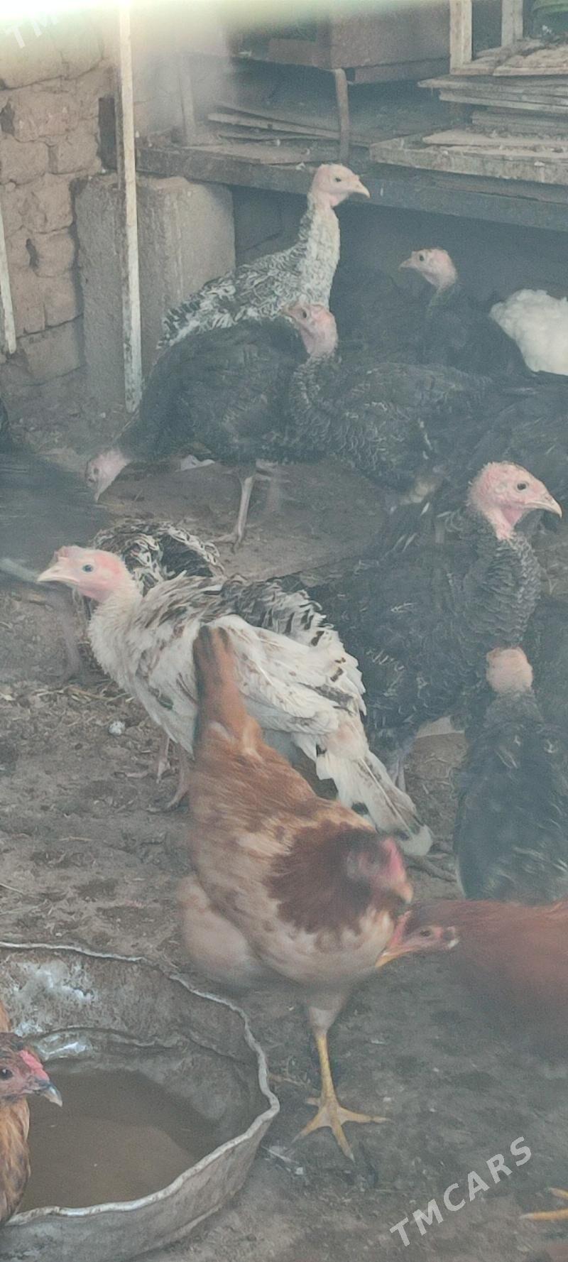 Indushka - Серахс - img 2