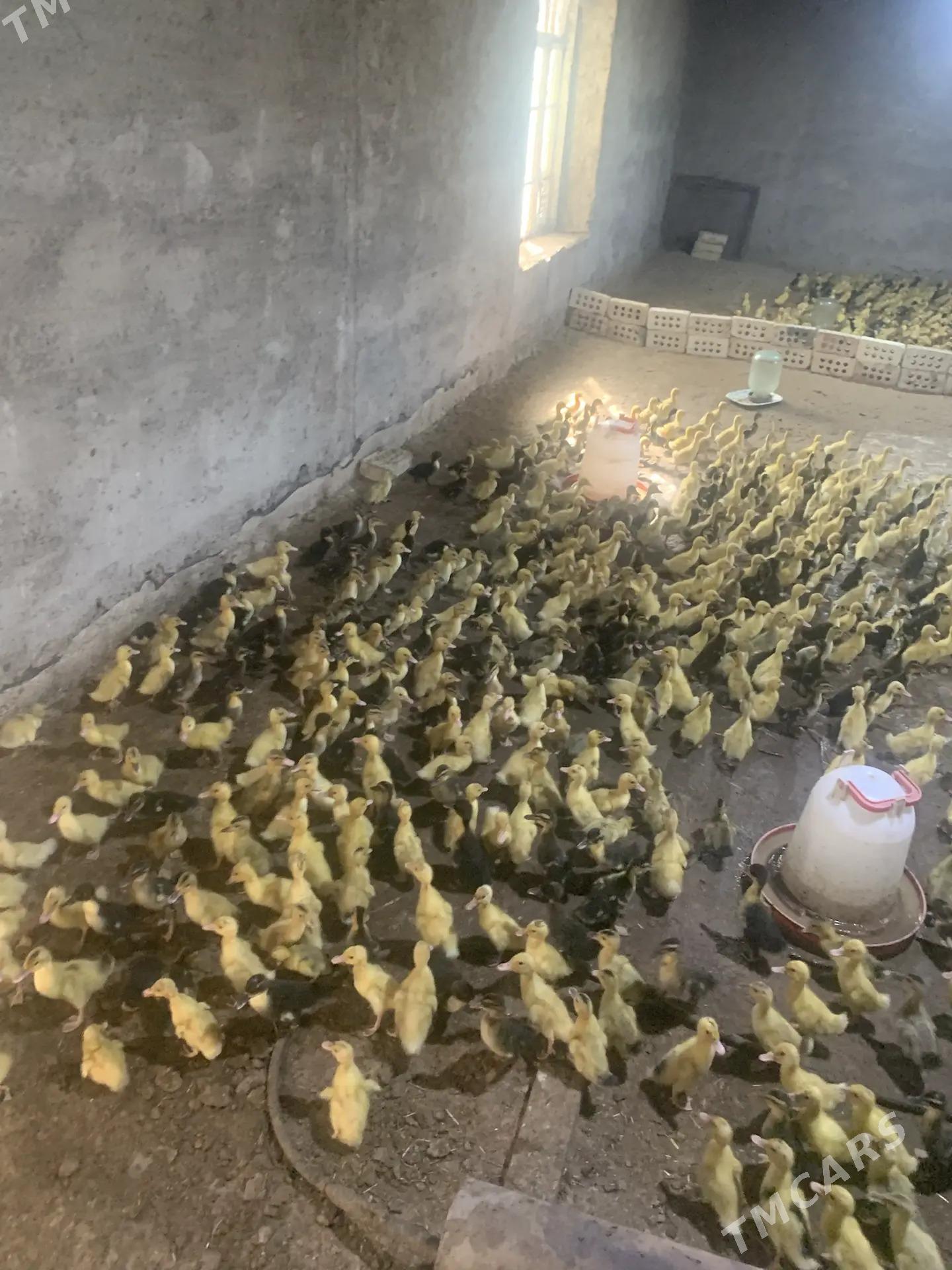 Ördek Jüýje - Векильбазар - img 1