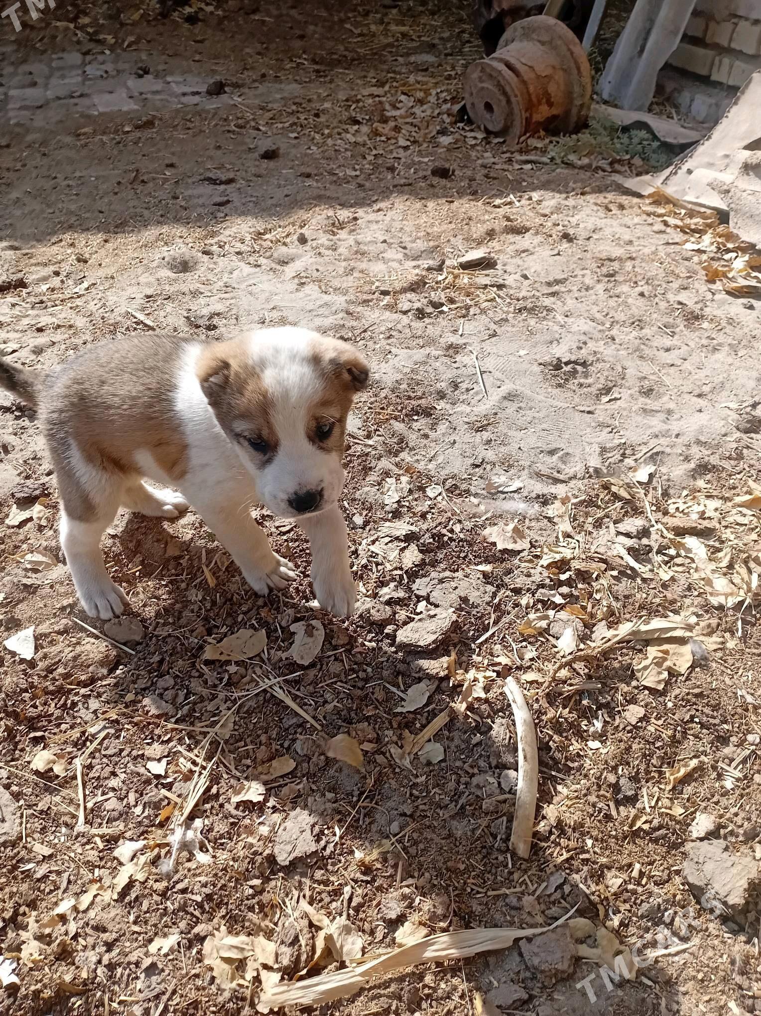 alabay - Saýat - img 3