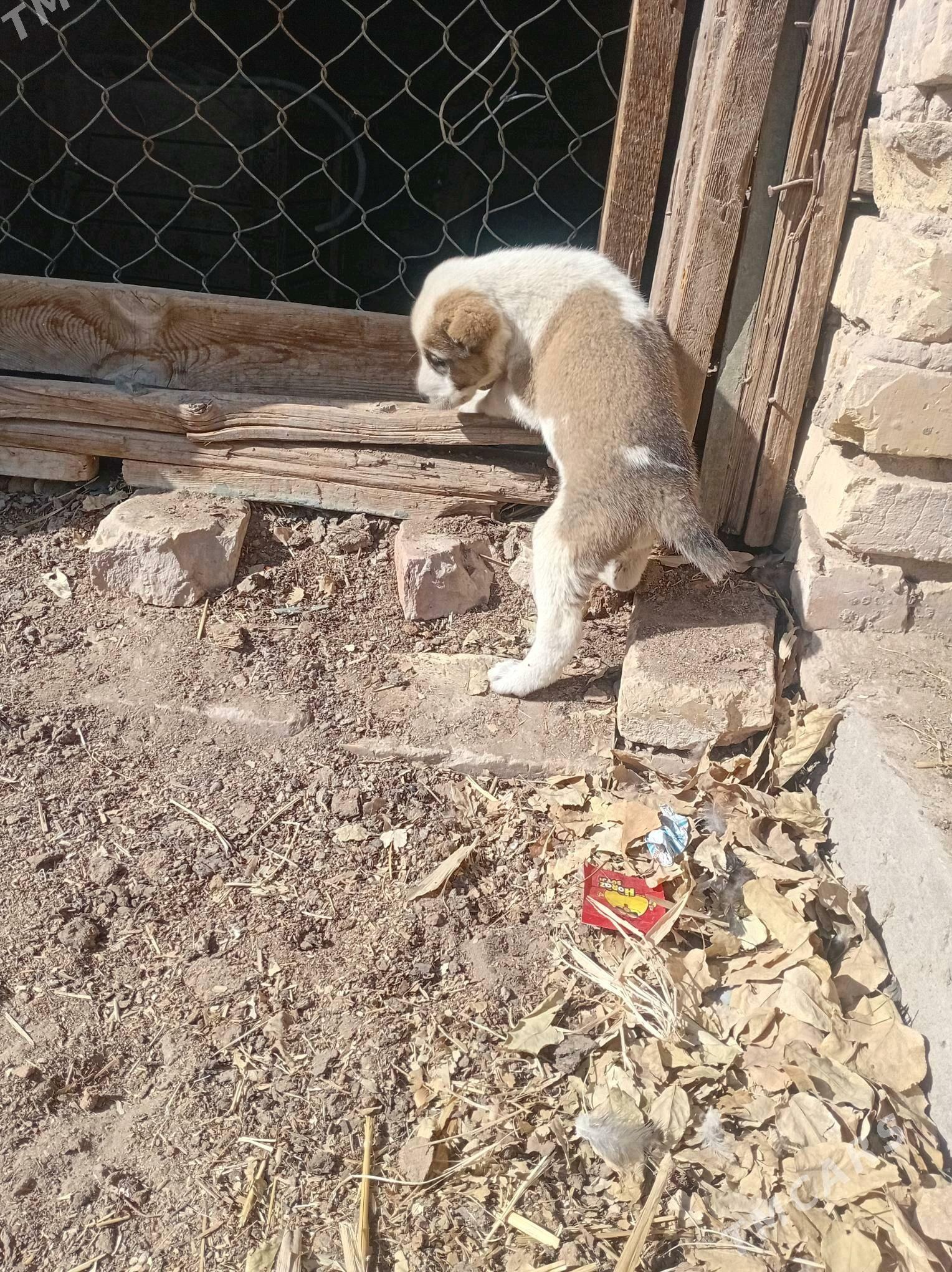 alabay - Saýat - img 1