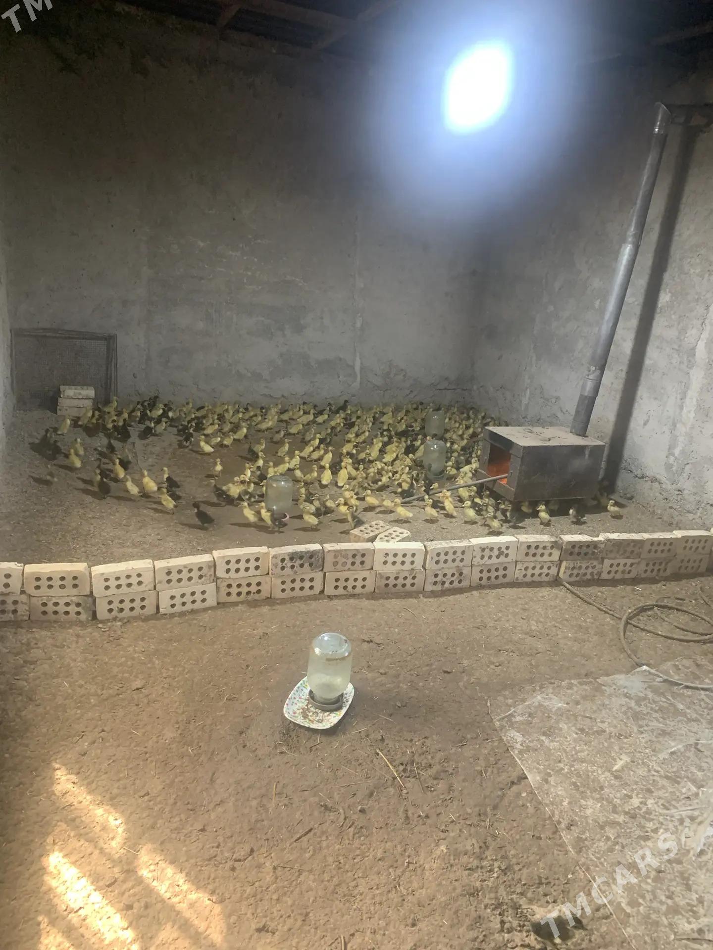 Ördek Jüýje - Векильбазар - img 5