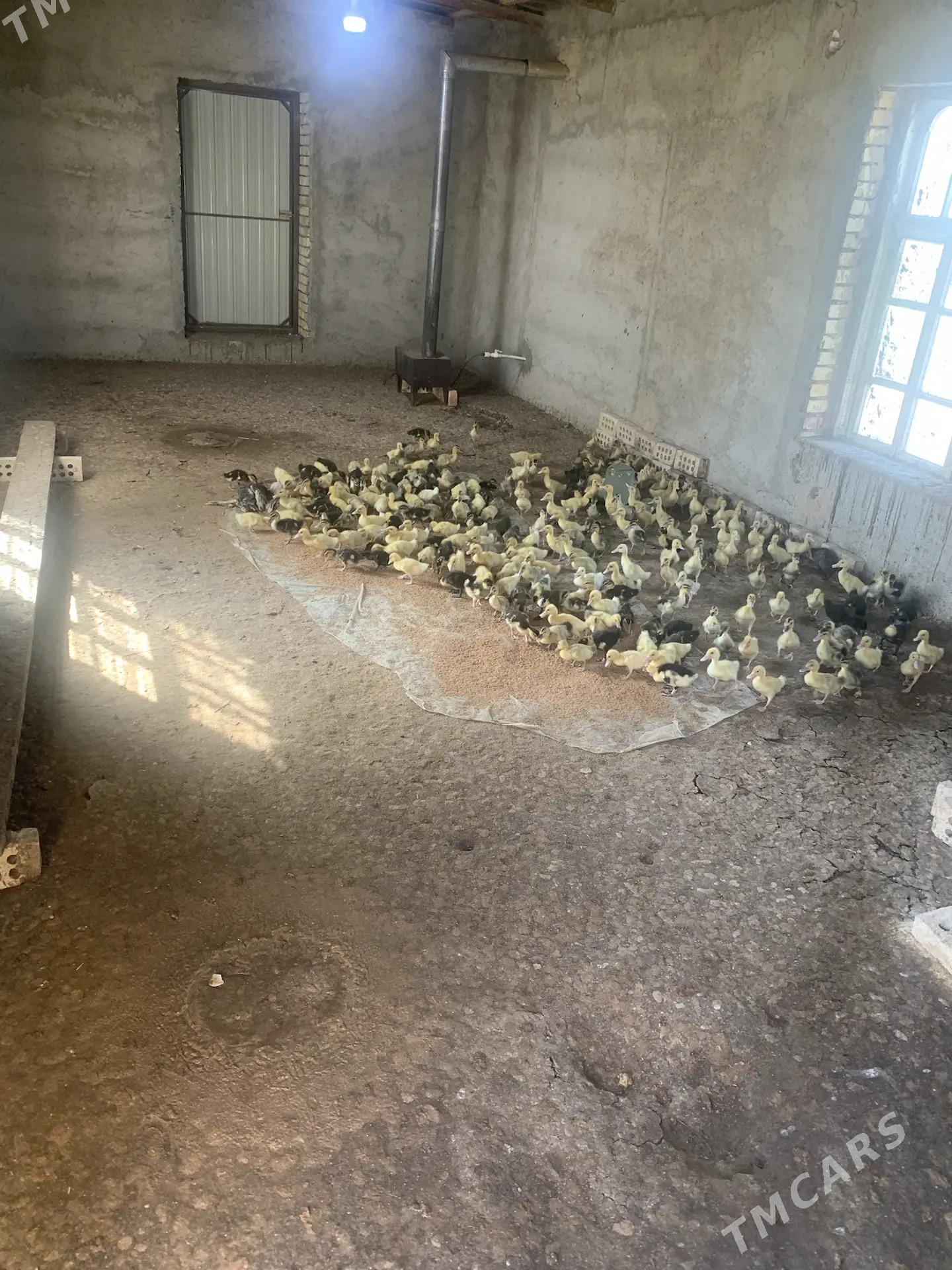 Ördek Jüýje - Векильбазар - img 4